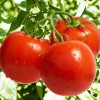 黑龙江优良西红柿种子-山东优良西红柿种子供应商