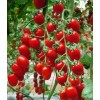 红豆西红柿价格-潍坊具有口碑的红豆西红柿供应