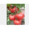 西红柿种苗-供应山东易成活的西红柿苗